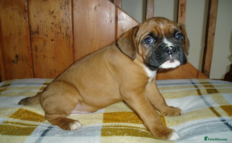 Boxer dogs - Advert 1