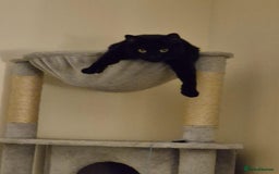 British Shorthair cats for sale: 2x cats for sale (mother and daughter) - Image 2