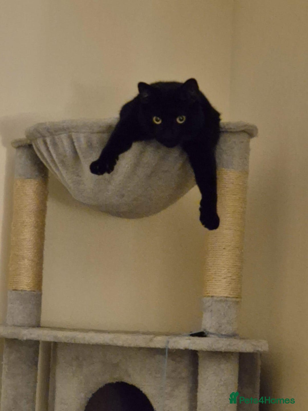 British Shorthair cats for sale: 2x cats for sale (mother and daughter) - Image 2