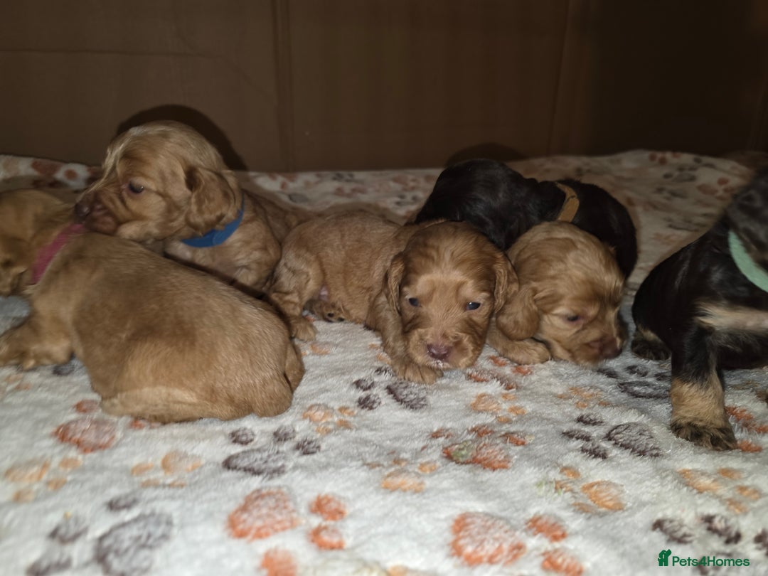 Cockapoo dogs for sale: Stunning f1b cockapoo puppies - Image 14