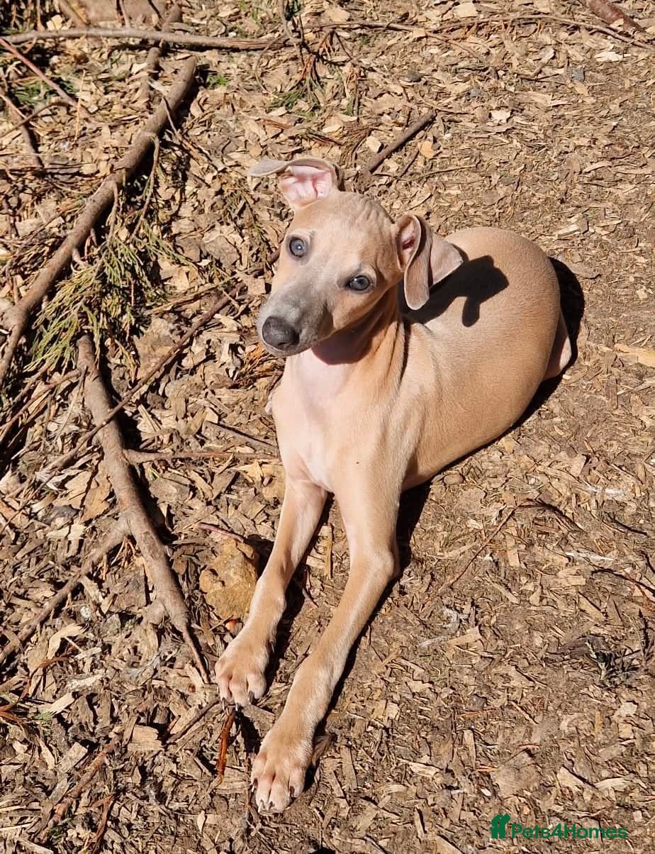 Italian Greyhound dogs Italian Greyhound Male - Advert 1