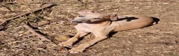 Italian Greyhound dogs for sale: Italian Greyhound Male in Craigavon - Advert 1