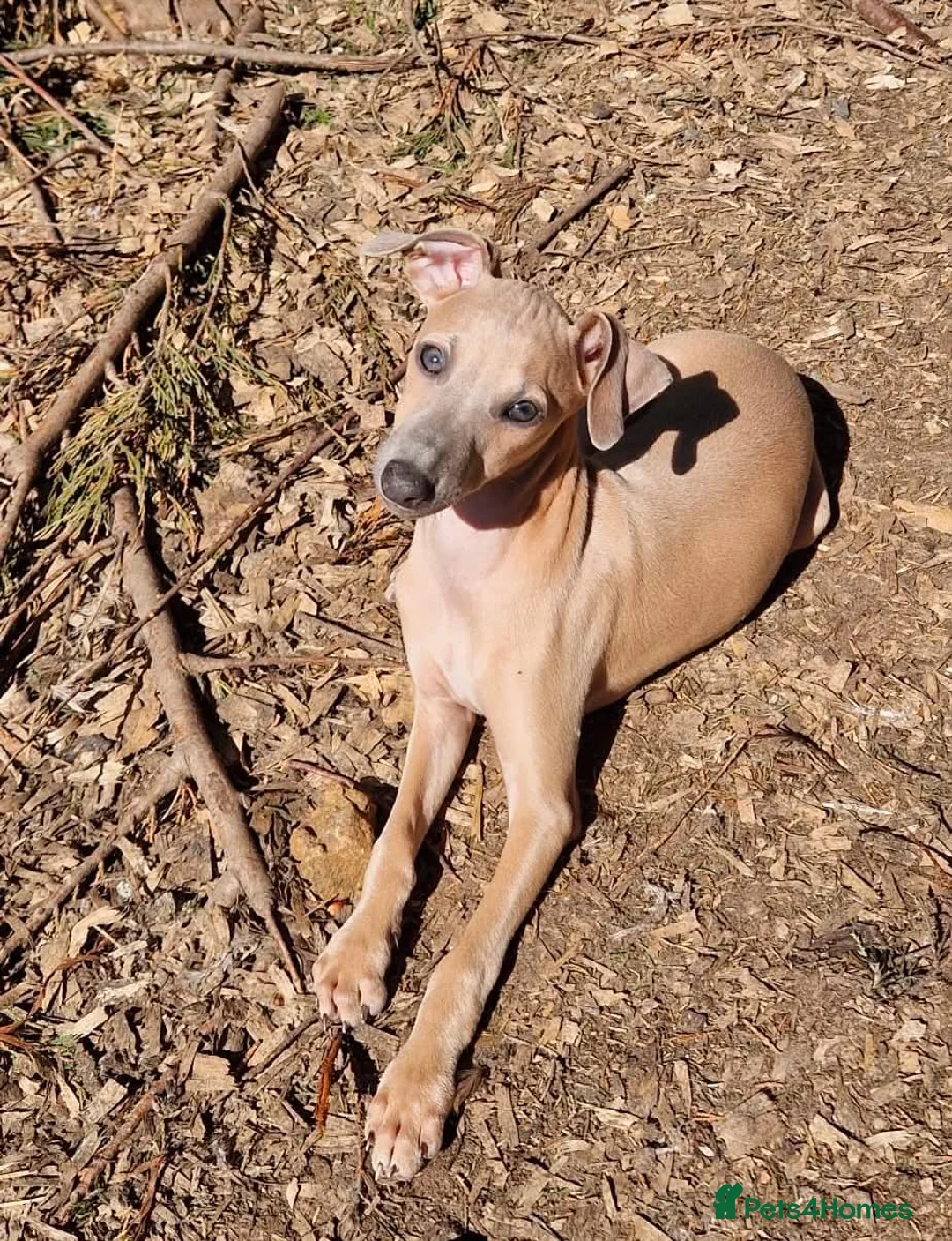 Italian Greyhound dogs for sale: Italian Greyhound Male in Craigavon - Advert 1