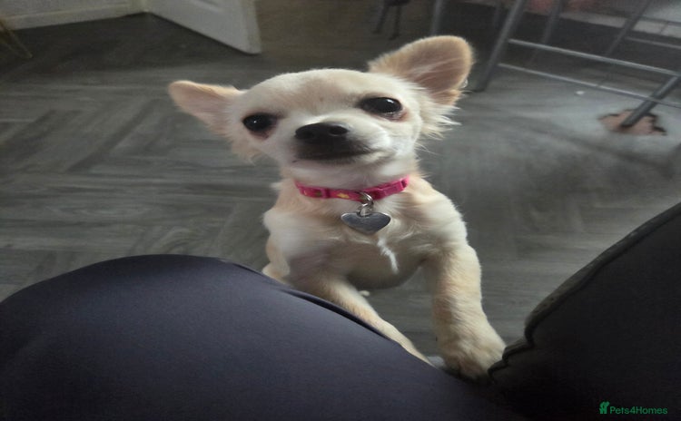 Chihuahua dogs - Advert 1