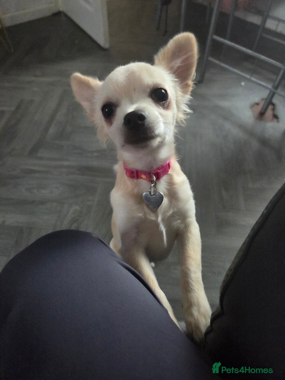 Chihuahua dogs for sale: Chiwawa pup  - Image 1