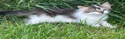 Mixed Breed cats for sale: Beautiful Long haired female kittens. - Advert 7