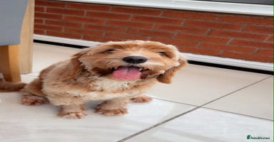 Cockapoo dogs - Advert 5