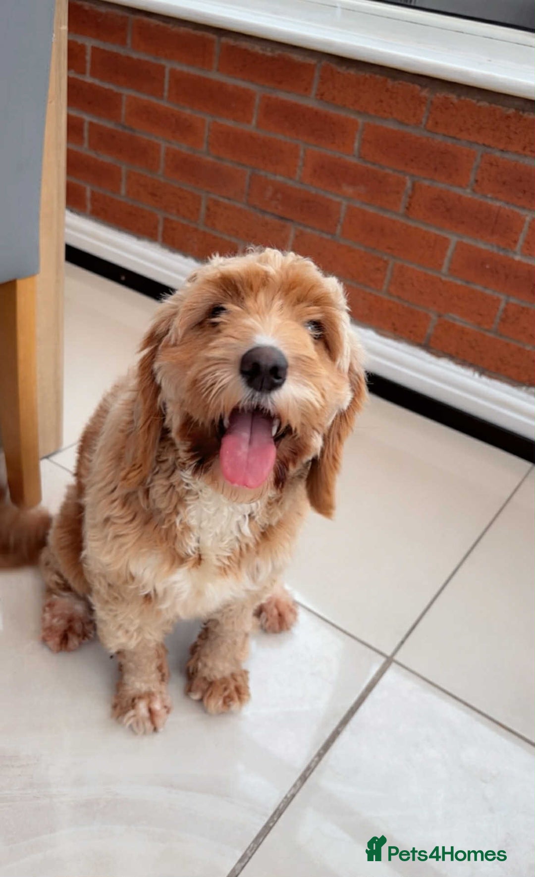 Cockapoo dogs for sale: Cocapoo dachund - Image 2