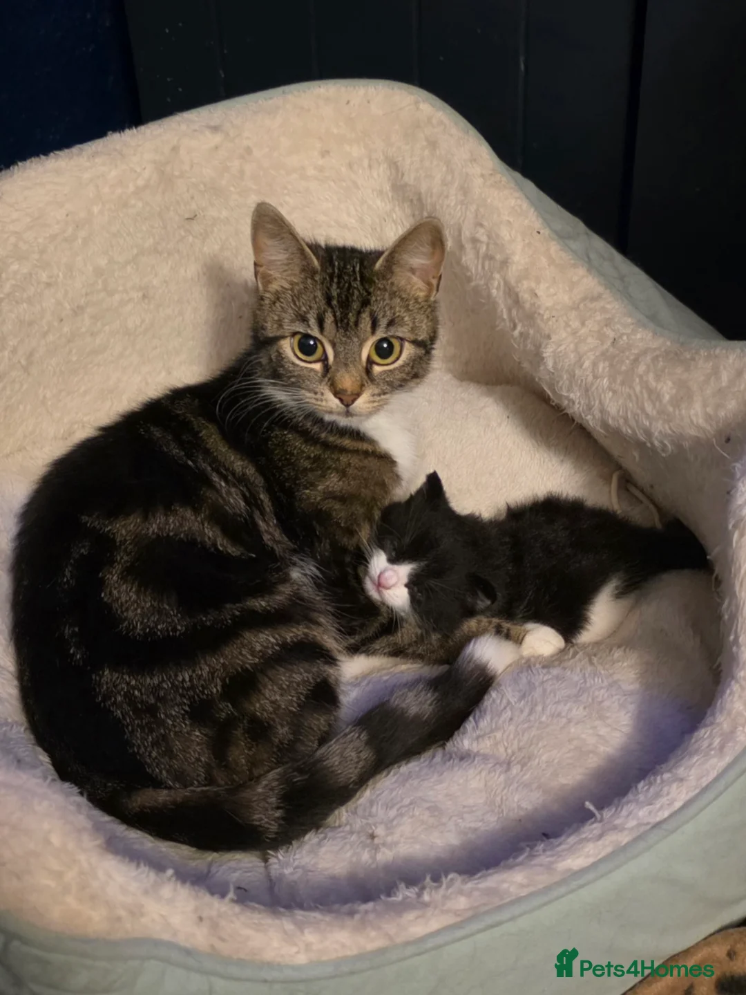 Mixed Breed cats for sale: Gorgeous little oreo for sale - Advert 2