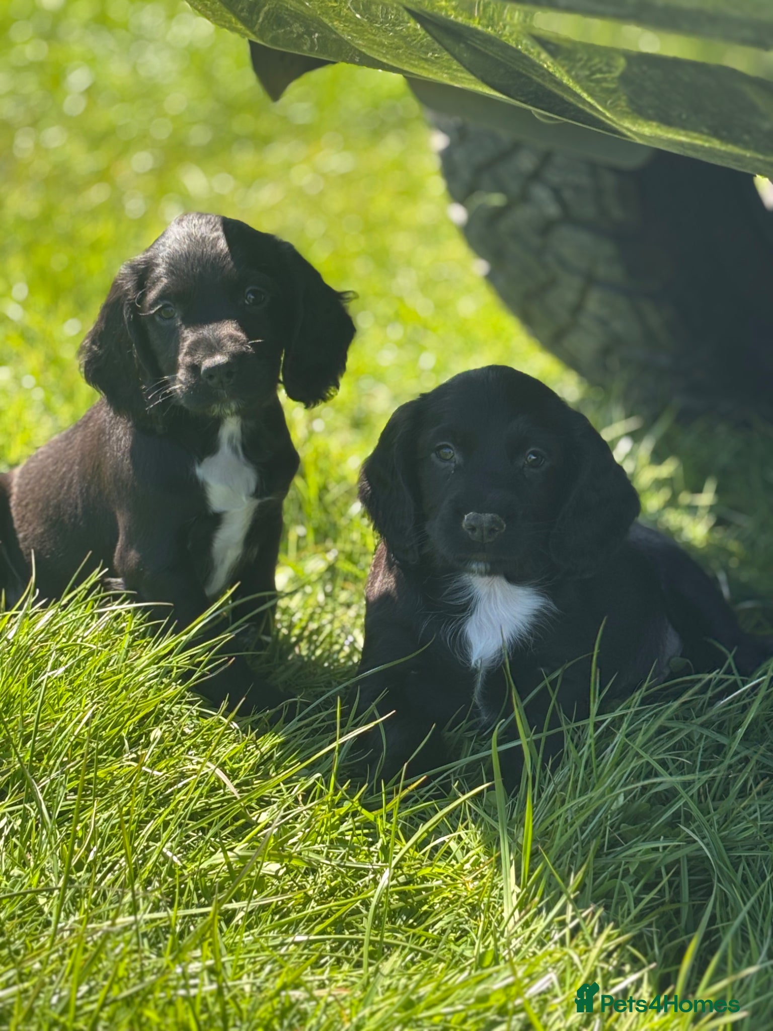 Sprocker dogs Stunning F1 Sprocker Puppies 5⭐️🏡 - Advert 2