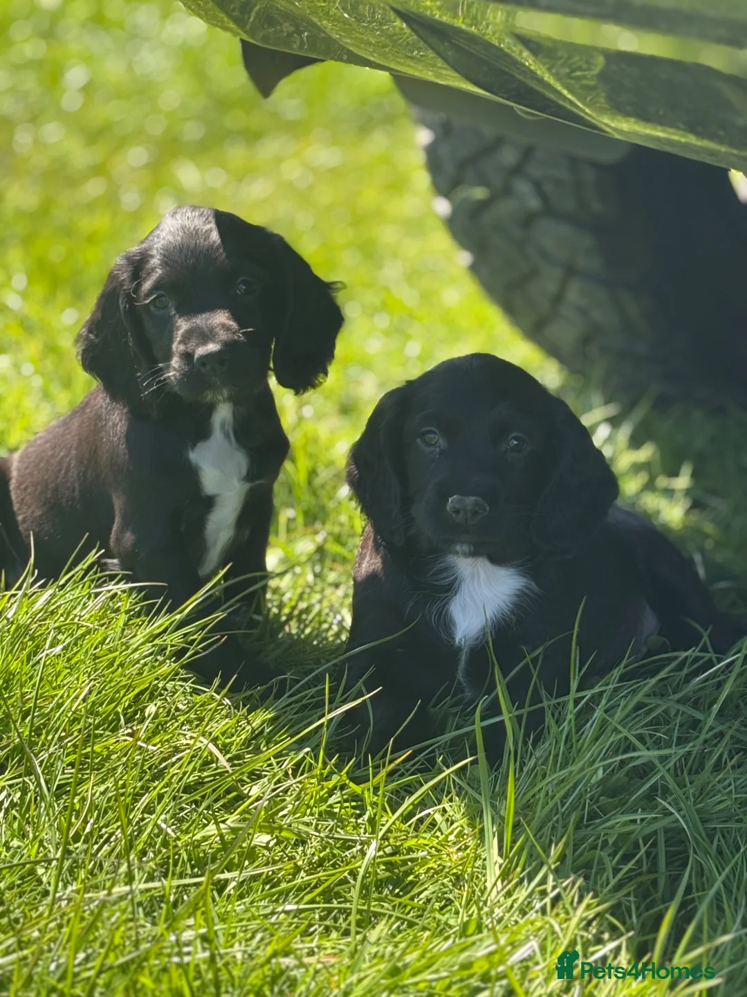 Sprocker dogs for sale: Stunning F1 Sprocker Puppies 5⭐️🏡 - Advert 2