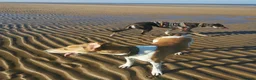 Mixed Breed dogs for sale: Lady and Sammy in Liverpool - Advert 4