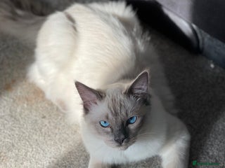 Ragdoll cats in Batley - Advert 27