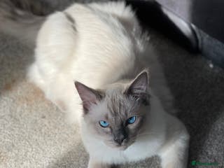 Ragdoll cats **LARGE STUD BIG LITTERS Bluepoint Stud Ragdoll in Batley - Advert 1