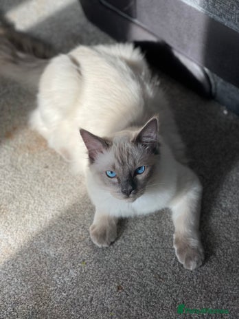 Ragdoll cats in Batley - Advert 13