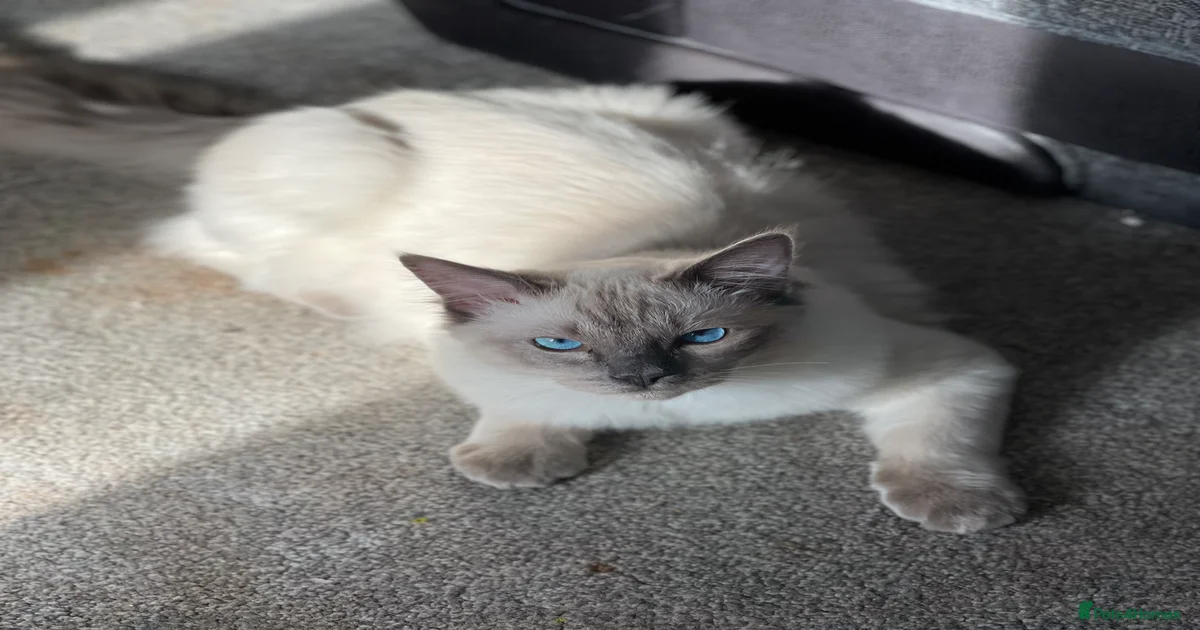 **LARGE STUD BIG LITTERS Bluepoint Stud Ragdoll for stud in Batley ...