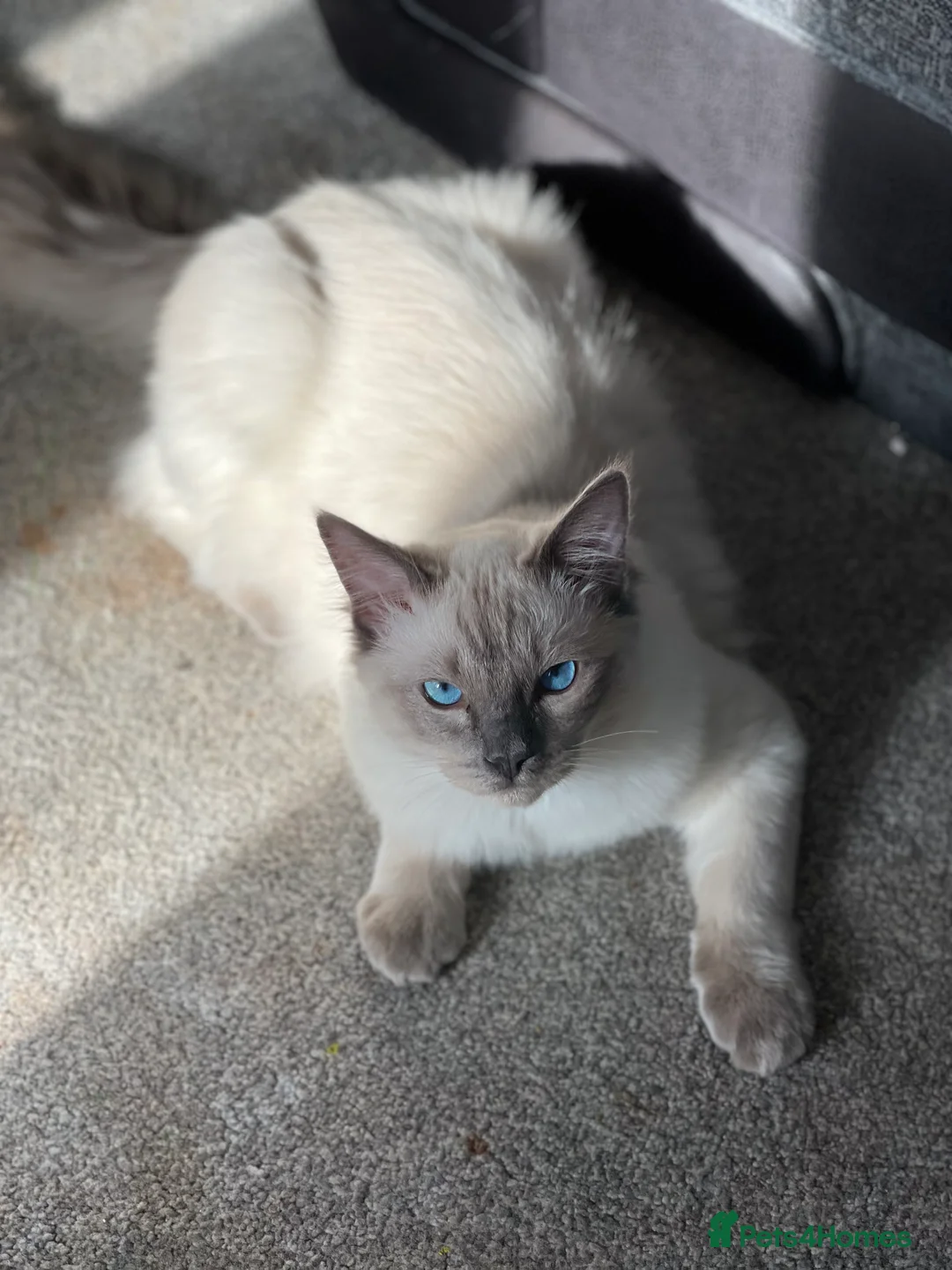Ragdoll cats for stud: **LARGE STUD BIG LITTERS Bluepoint Stud Ragdoll in Batley - Advert 1