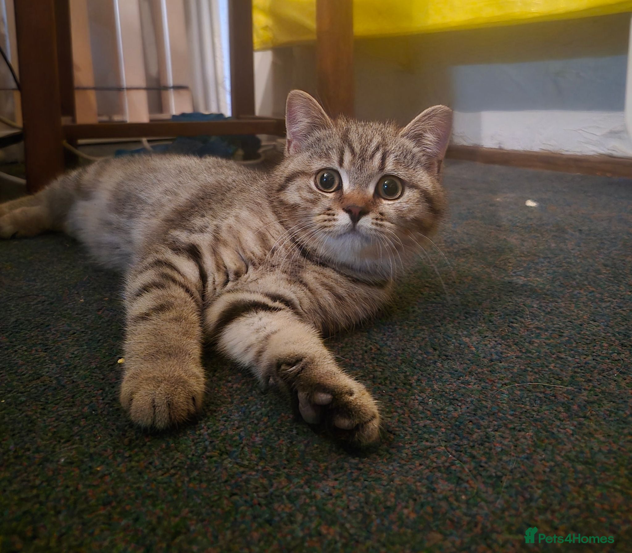 British Shorthair cats 💙ABSOLUTELY STUNNING BRITISH SHORTHAIR BOYS💙 - Advert 1