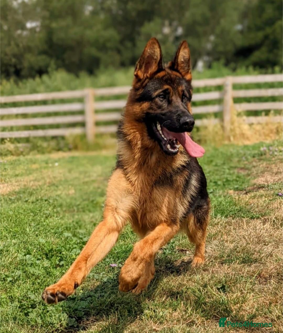 German Shepherd dogs Quality KC Puppies From Health Tested Parents - Advert 2