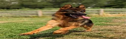 German Shepherd dogs for sale: Quality KC Puppies From Health Tested Parents - Advert 2