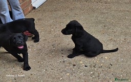 Labrador Retriever dogs for sale: Stunning litter Both Parents Health Tested - Image 23