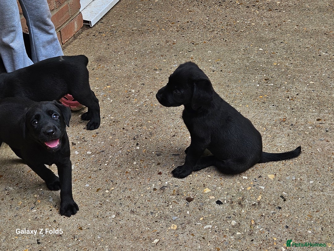 Labrador Retriever dogs for sale: Stunning litter Both Parents Health Tested - Image 23