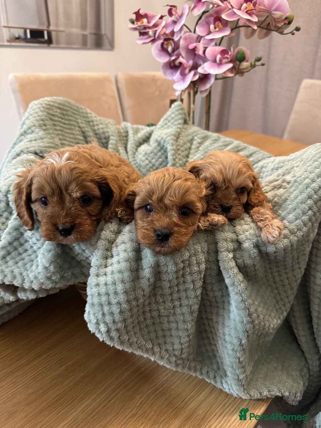 Cavapoo dogs for sale: Cavapoo puppies - Advert 11