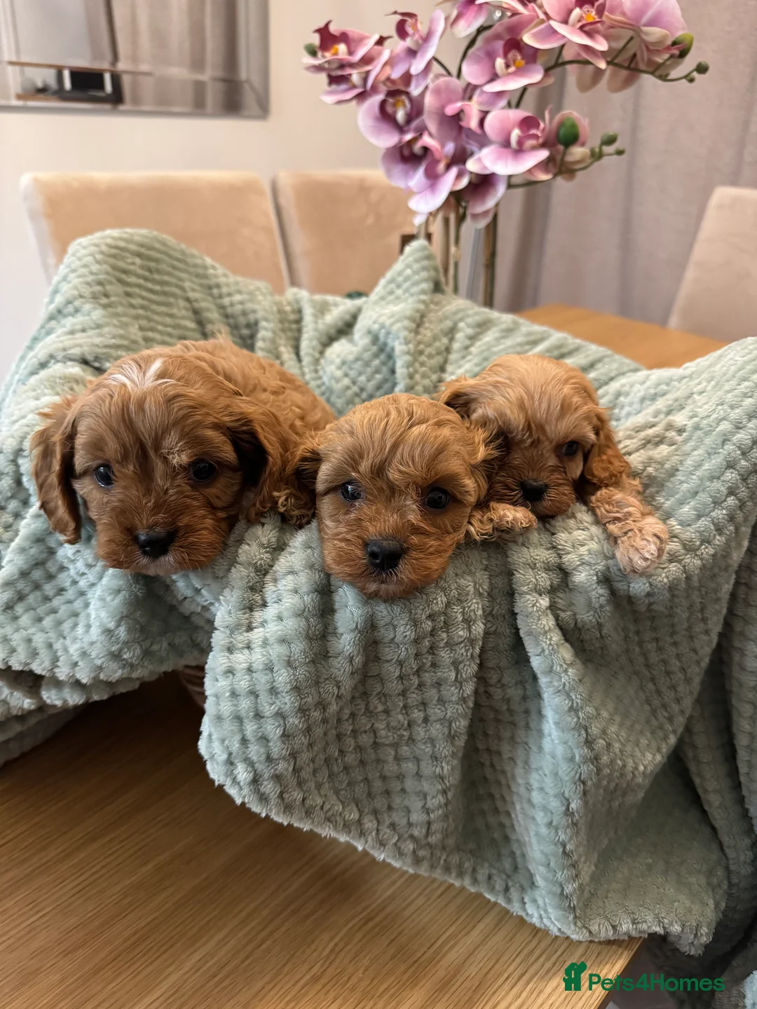 Cavapoo dogs for sale: Cavapoo puppies - Advert 11