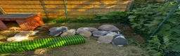 French Lop rabbits for sale: 🩷💙 French lop Kits ready to go 2nd June 🩷💙 - Advert 1