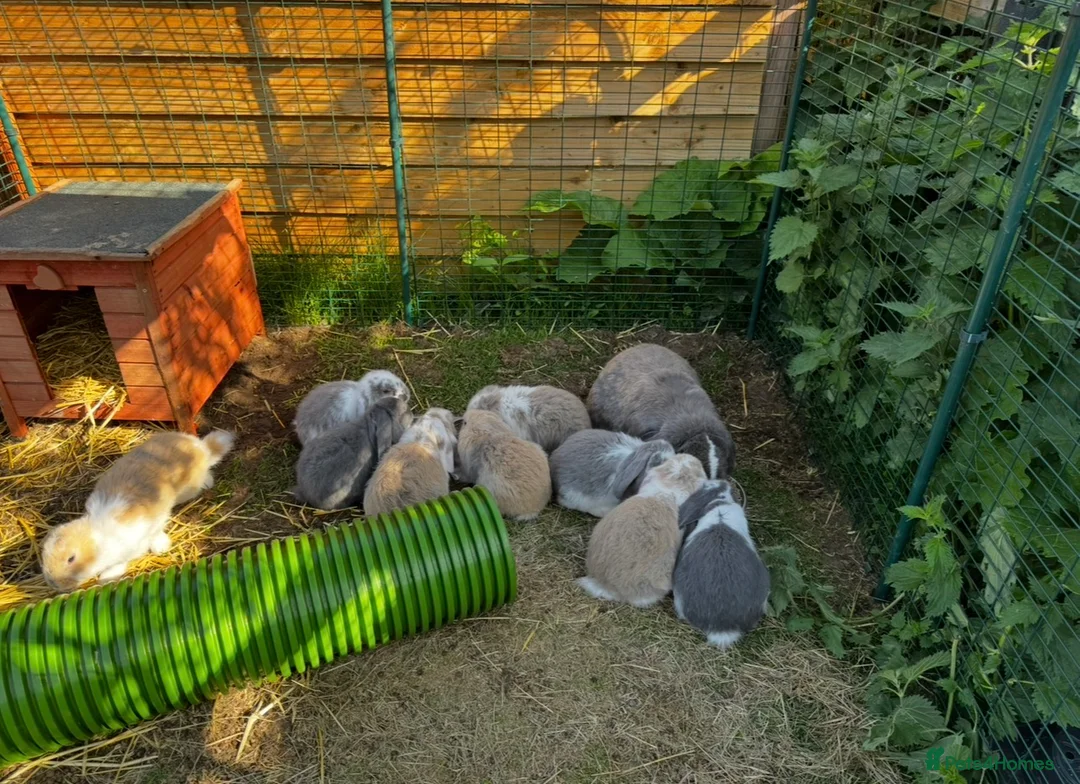 French Lop rabbits for sale: 🩷💙 French lop Kits ready to go 2nd June 🩷💙 - Advert 1