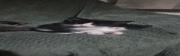 Mixed Breed cats for sale: Kittens - Advert 3