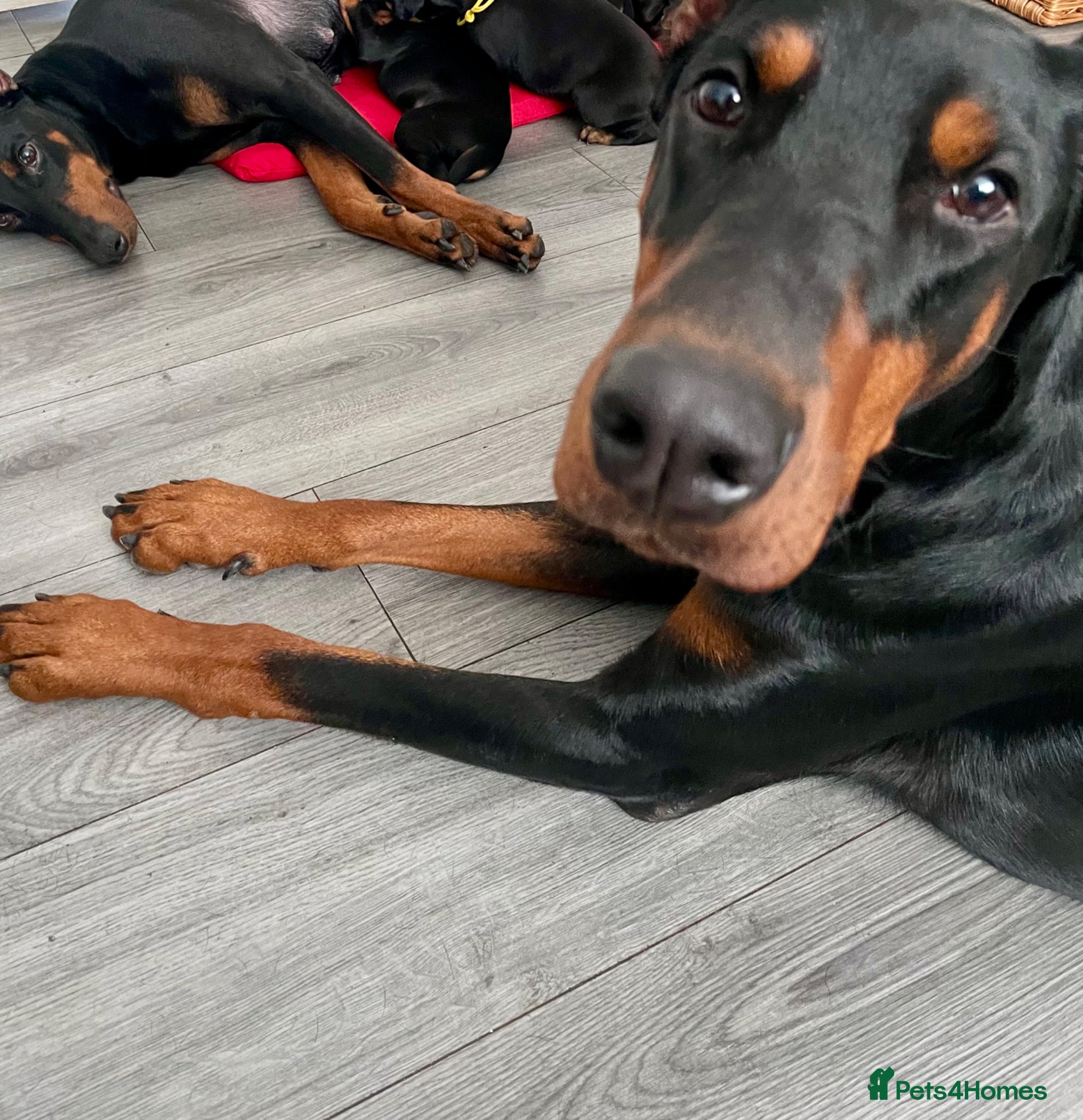 Dobermann dogs Doberman puppies  - Advert 1