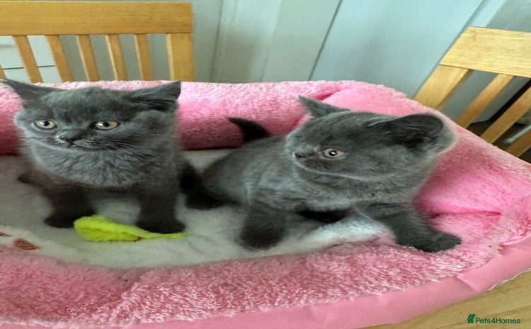 British Shorthair cats - Advert 2
