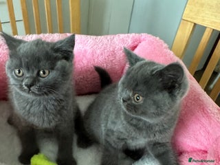 British Shorthair cats - Advert 35