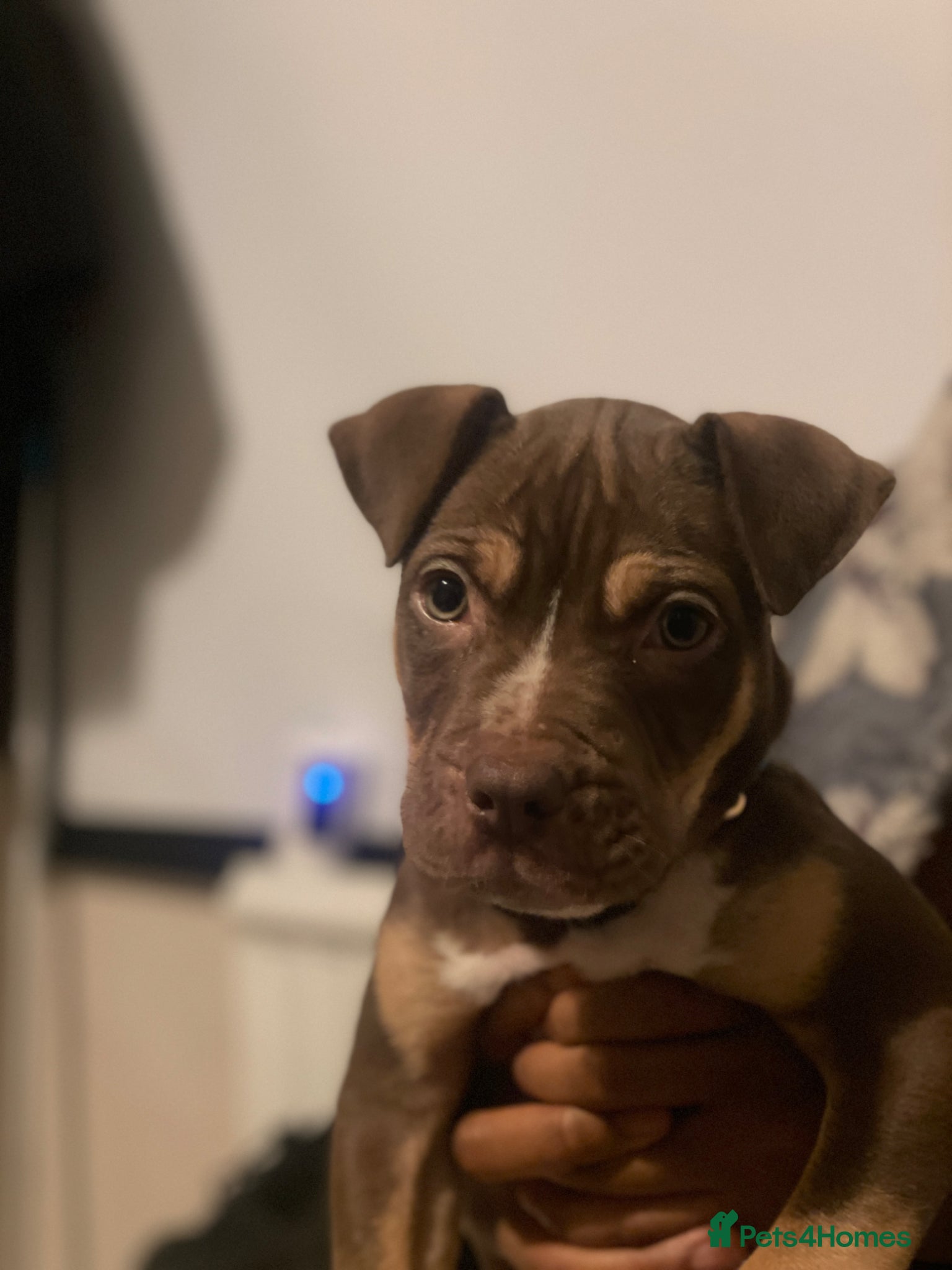 Mixed Breed dogs Friendly 6 Month Old Puppy Looking for Loving Home - Advert 1