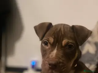 Mixed Breed dogs Friendly 6 Month Old Puppy Looking for Loving Home - Advert 3