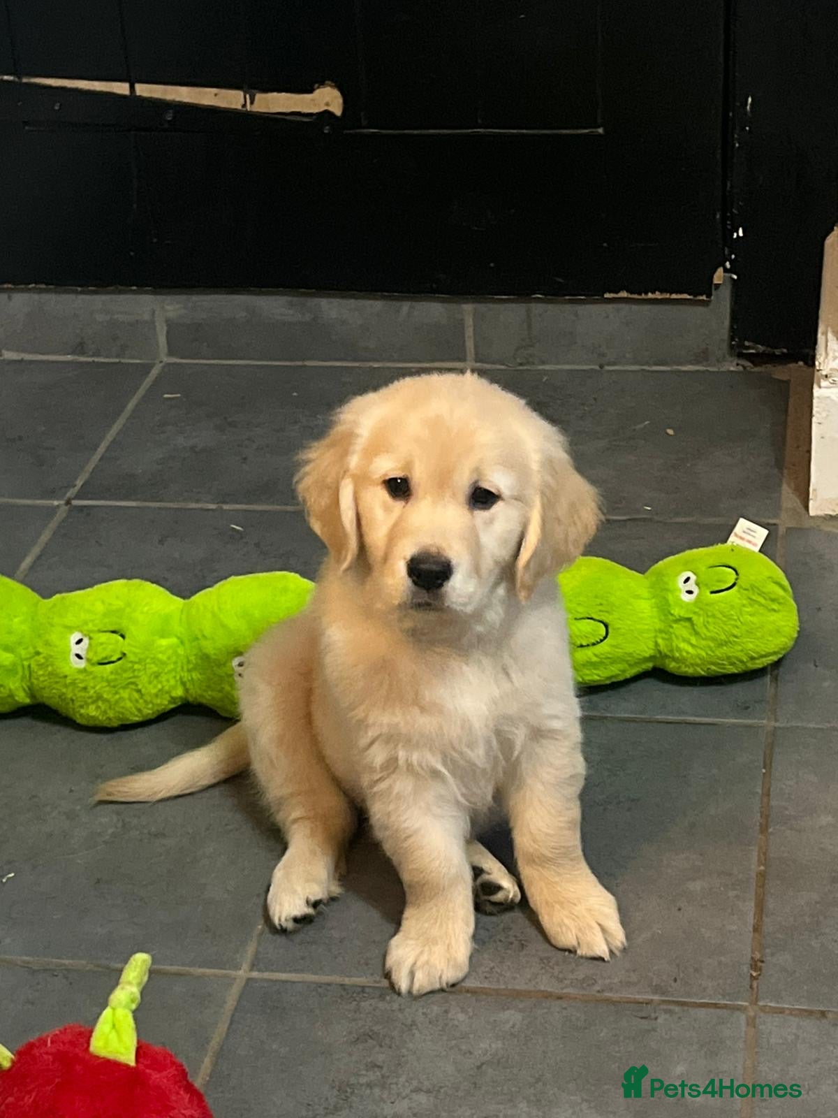 Golden Retriever dogs 1 boy gorgeous kc reg golden retriever puppies  - Advert 2