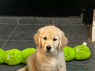 Golden Retriever dogs 1 boy gorgeous kc reg golden retriever puppies - Advert 1