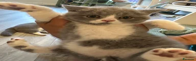 British Shorthair 1