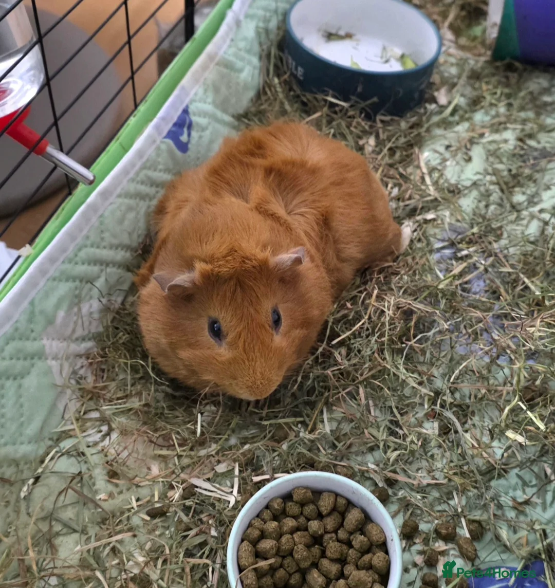 Guinea Pig rodents for sale: 2 male guinea pigs seeking forever home - Advert 7