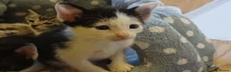 Mixed Breed cats for sale: Siamese x kittens - Advert 5