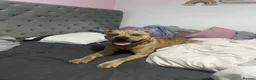 Mixed Breed dogs for sale: King simba  - Advert 4