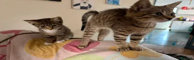 2- tabby