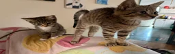 Mixed Breed cats for sale: Kittens looking for a forever home - Advert 16