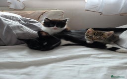 Mixed Breed cats for sale: Tabby male kitten for sale - Image 2
