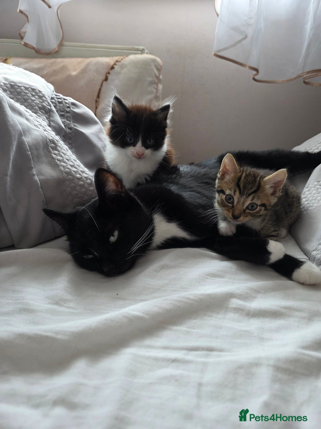 Mixed Breed cats for sale: Tabby male kitten for sale - Image 2