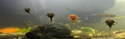 Plecos fish for sale: Baby bristlenose pleco's for sale! in Coalville - Advert 1
