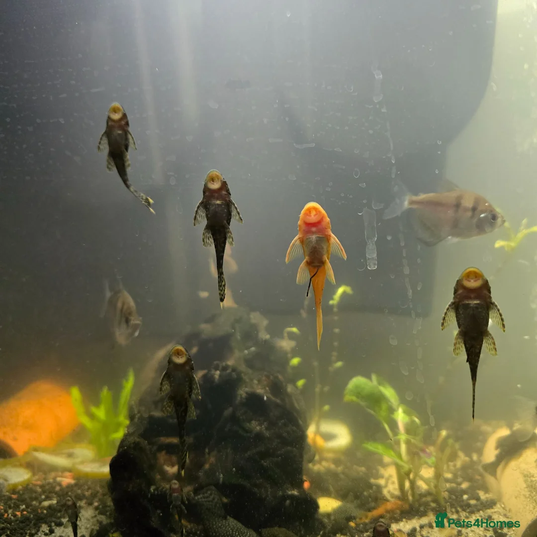 Plecos fish for sale: Baby bristlenose pleco's for sale! in Coalville - Advert 1