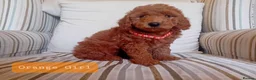 Mini Goldendoodle dogs for sale: Stunning Goldendoodle Puppies - Advert 10