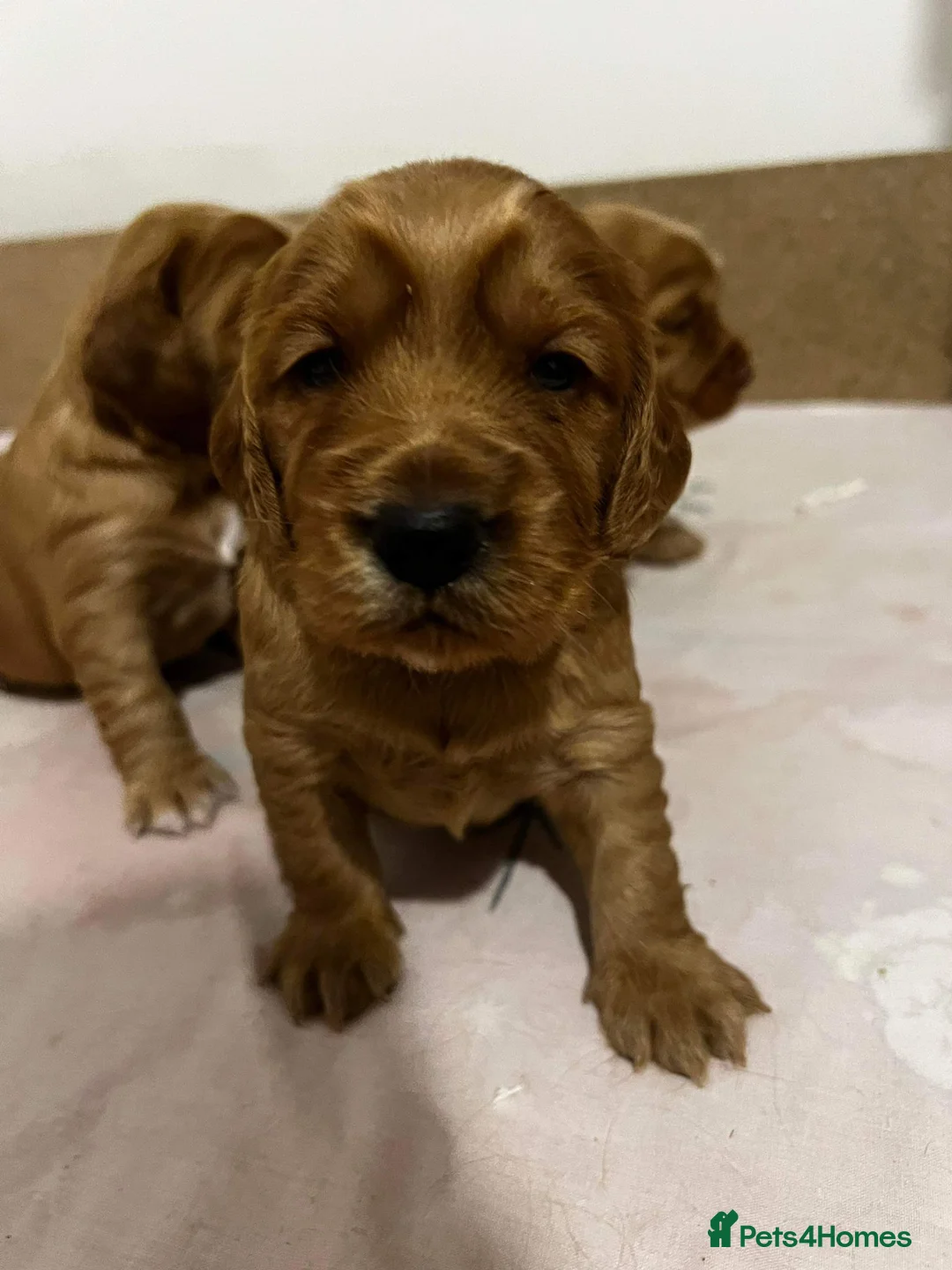 Cocker Spaniel dogs for stud: Experienced stud in Gloucester - Advert 15